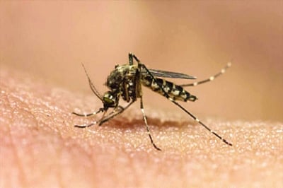 Mumbai : Getting high fever, rush for a dengue test