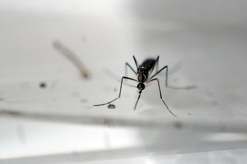 Maha govt classifies dengue as ‘notified disease’
