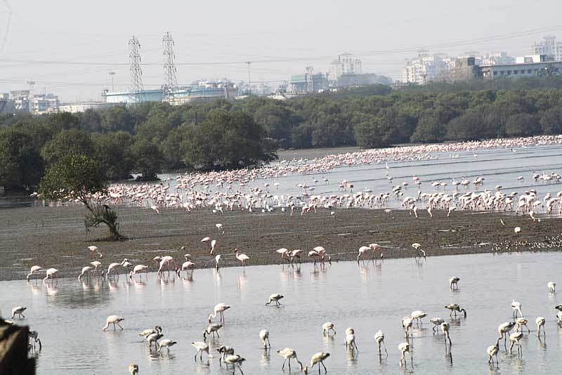 Bombay High Court stays reclamation work over wetlands in Kharghar