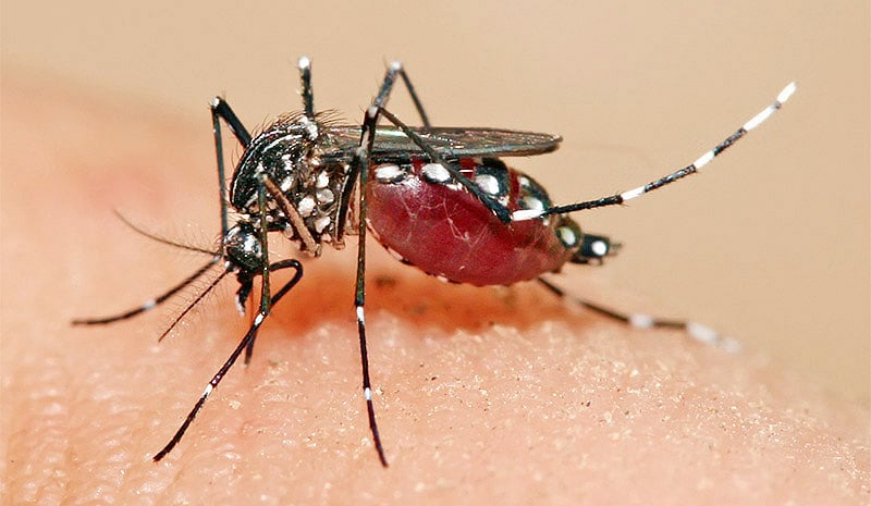 Dengue mosquito-breeding sites in the houses of five IAS officers