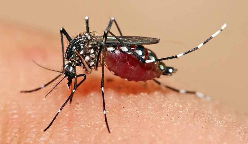 Dengue deaths touch 100 in Lucknow