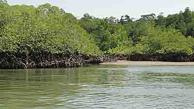 Rampant destruction of mangroves over illegal construction