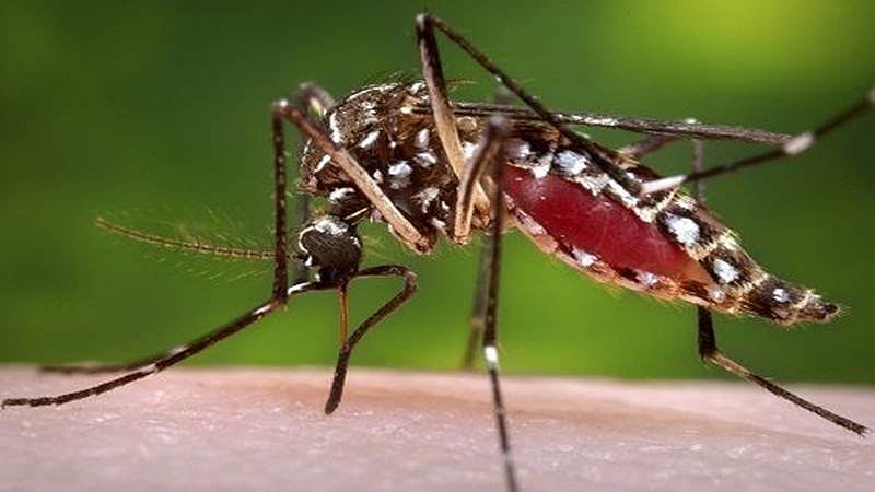 Delhi government blames Lt Governor, Municipal Corporation of Delhi for chikungunya