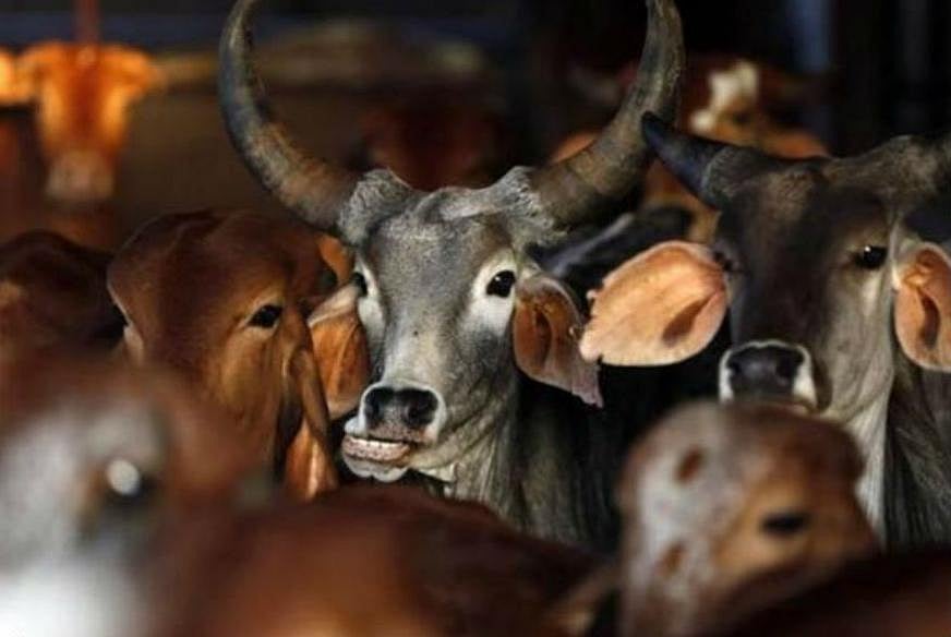 Cow belt may not be a place for cows much longer