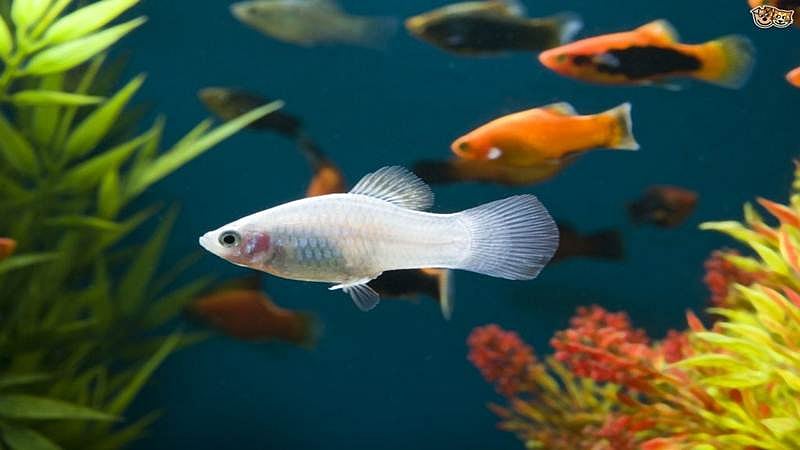 Indian scientists recycle fish bio-waste into green energy