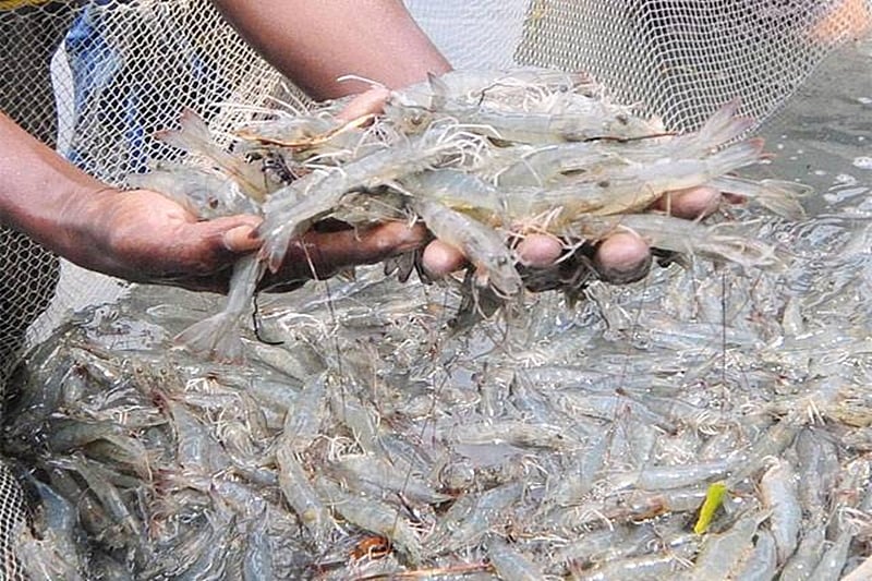 Formalin scare: Goa bans fish import from other states till month end