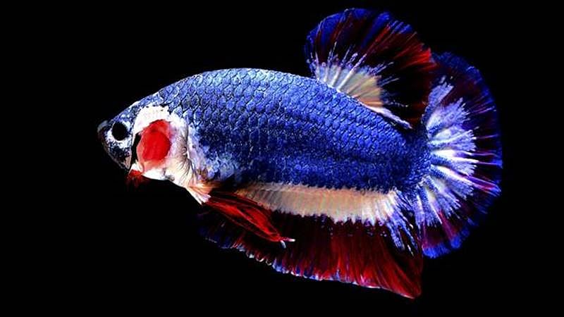‘Nemo’ finds food, friends with the help of UV lights 