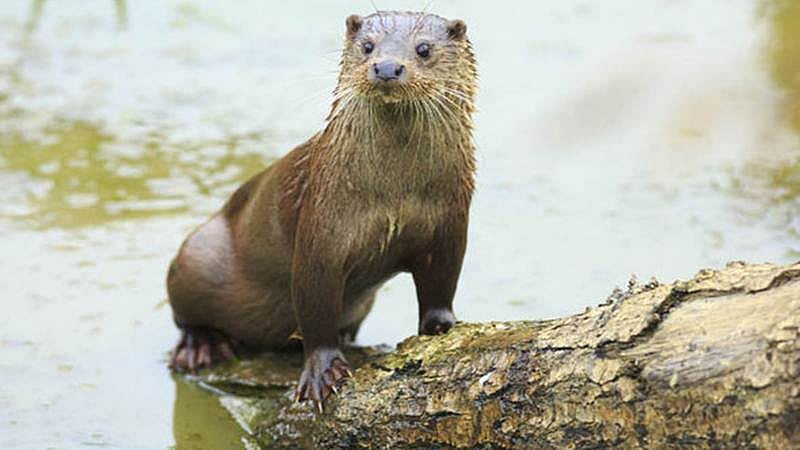 Giant fossils of Otter discovered in China