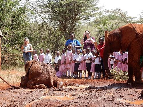 Baby elephants get playful
