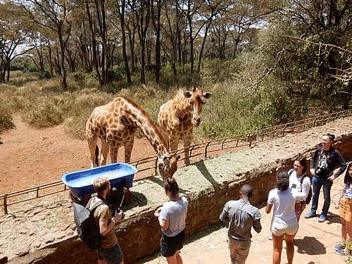 Feeding the giraffes