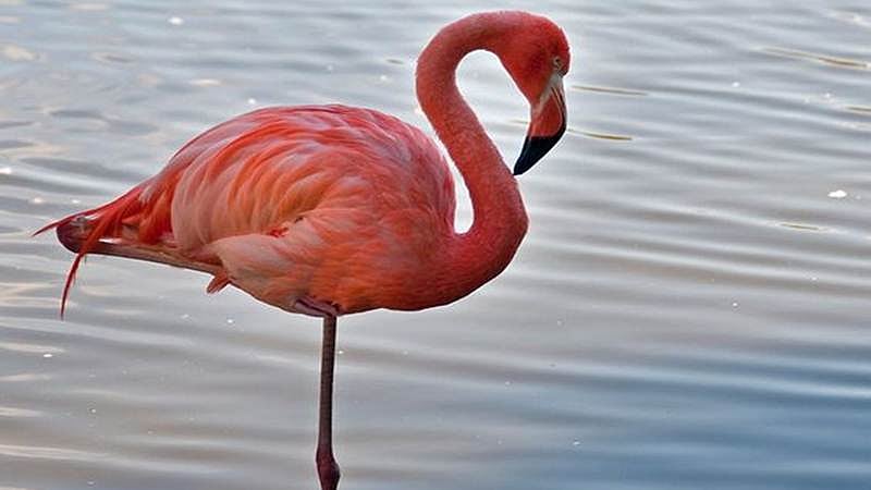 Why flamingos stand on one leg decoded