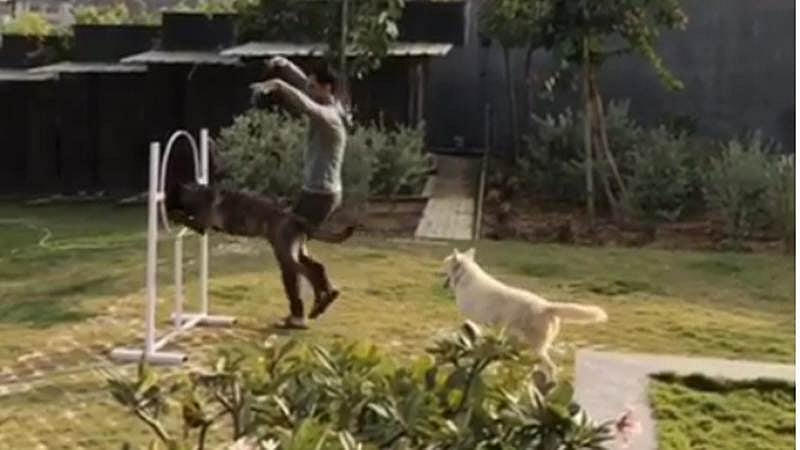 Must watch: Video of MS Dhoni training his dogs at Ranchi home is a hit on social media