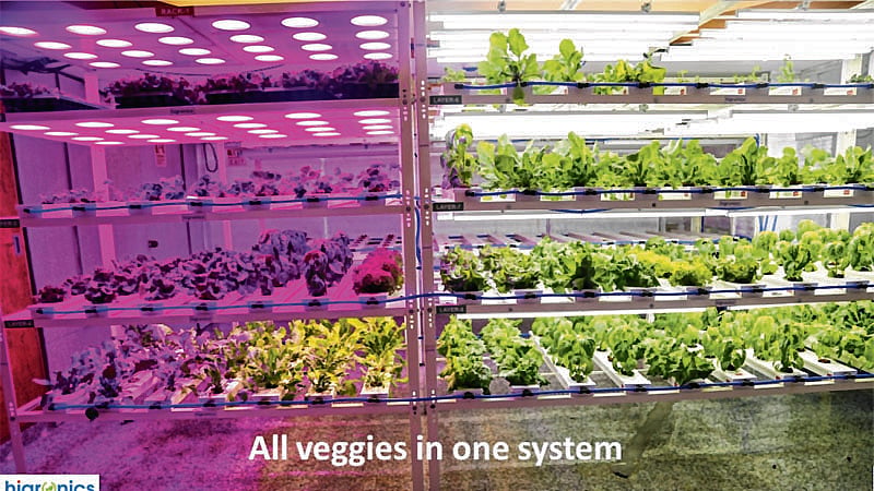 Hydroponics: The future of agriculture