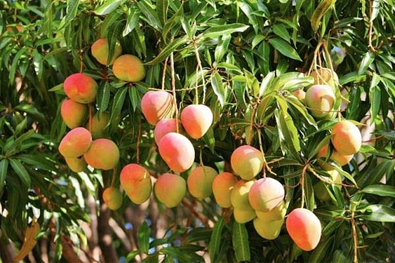 Indore: Israel’s centre of excellence for farming to be ready in 2 years