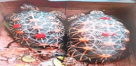 Indore: Property dealer involved in tortoise trafficking arrested