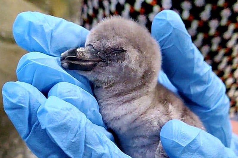 Mumbai’s Byculla zoo officials plan to preserve penguin eggshells for research, display