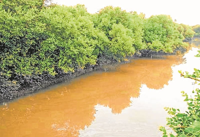 Mumbai: 237 cases of illegal debris dumping, mangrove destruction in nine months
