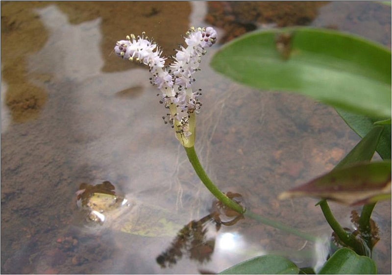 Ground Orchid Y Tura are endemic to this region