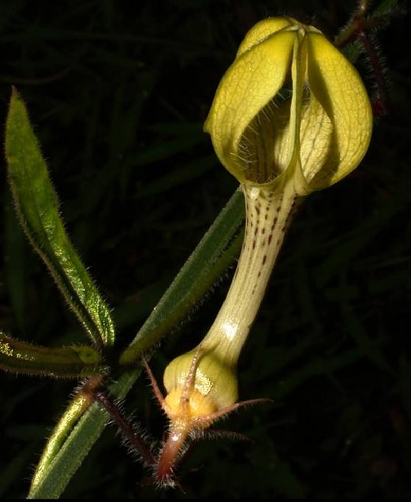 Ciropegia: appears like an insectivorous plant, but merely gets insects to pollinate it and then lets it go away