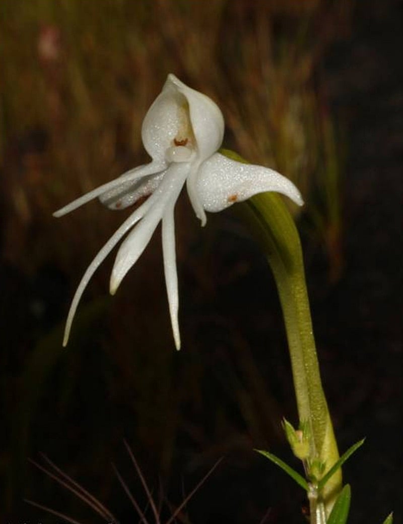 Habenaria, the ground orchid