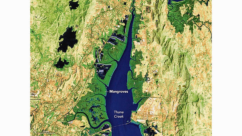 Damage to mangroves violates fundamental right: Bombay High Court