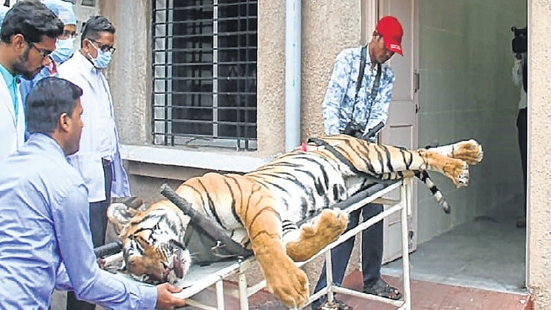 Tigress Avni’s shooter was inexperienced: NTCA report
