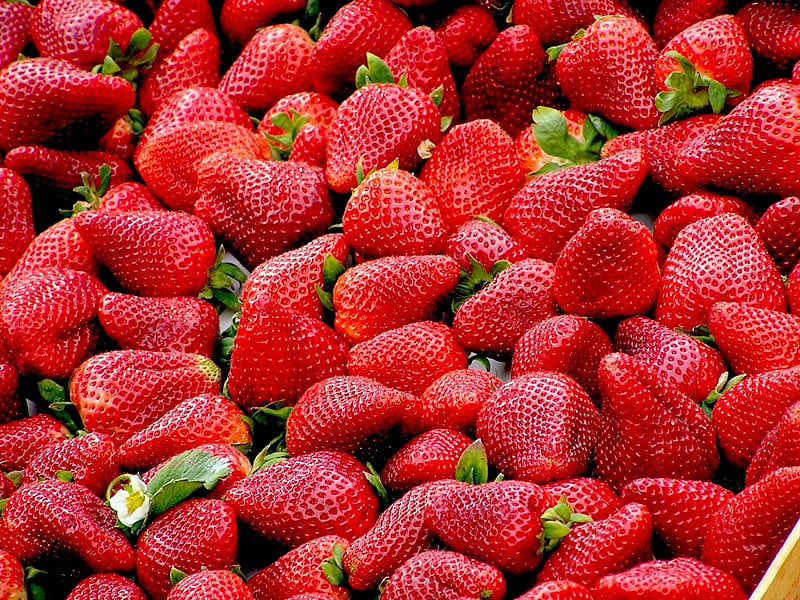 Strawberry growers expect good sales 