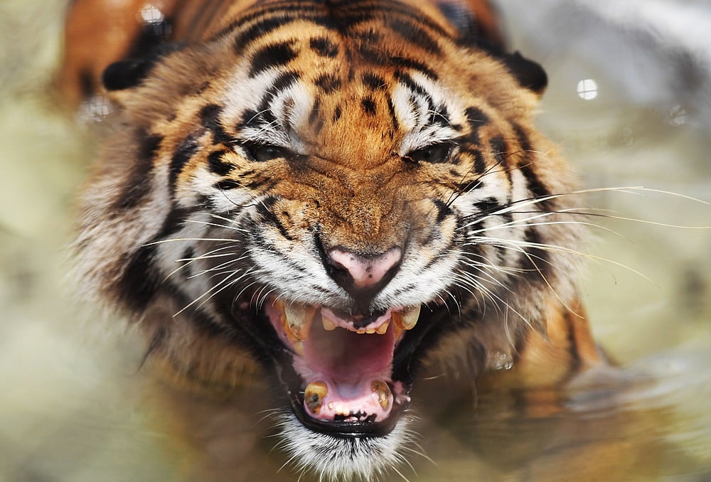 Maharashtra: 23 year old man killed by tiger in buffer zone of Tadoba Andhari Reserve