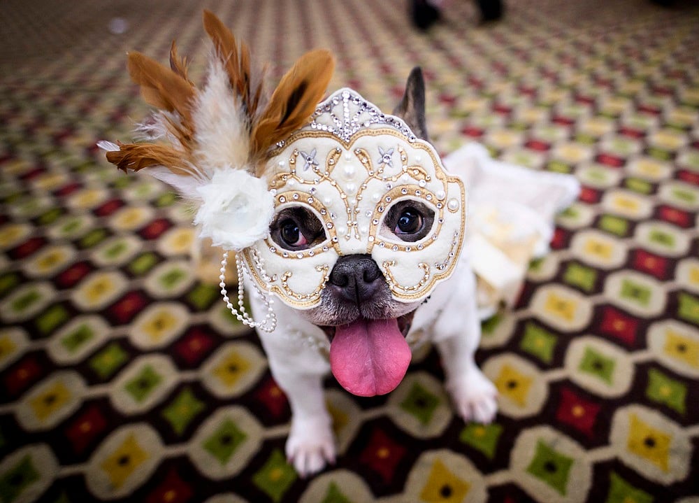 It’s Pawsome! All pictures from New York Pet Fashion Show 2019