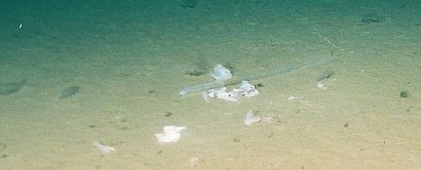Mariana trench: Plastic litter found even in deepest point on Earth