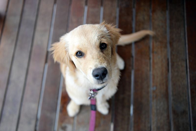 Animal abuse must stop, now