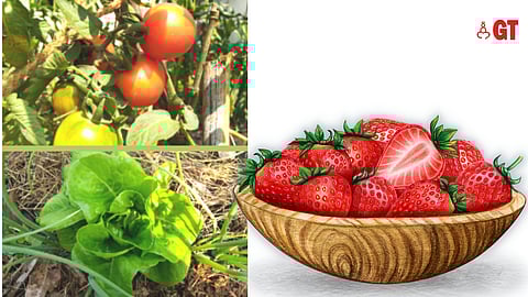 Learn to grow winter veggies with Green Essentials in Socorro