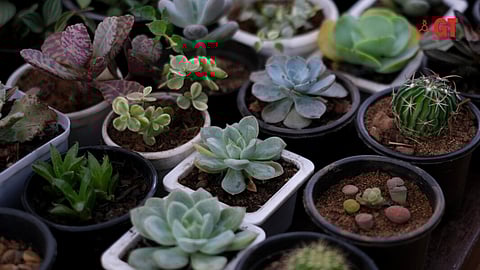 Plants grown in pots 