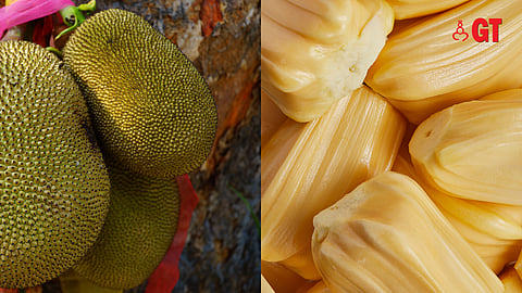 Scientifically known as Artocarpus heterophyllous, the jackfruit is one of the largest fruit trees in the world. 