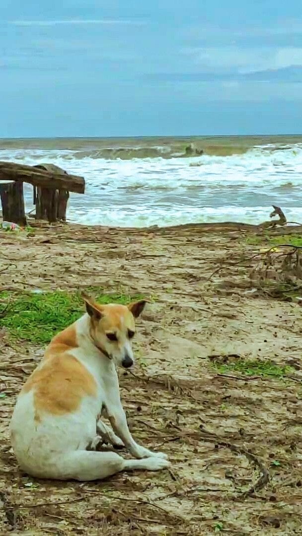 Beware of these stray dogs on Goa’s coast | Gomantak Times