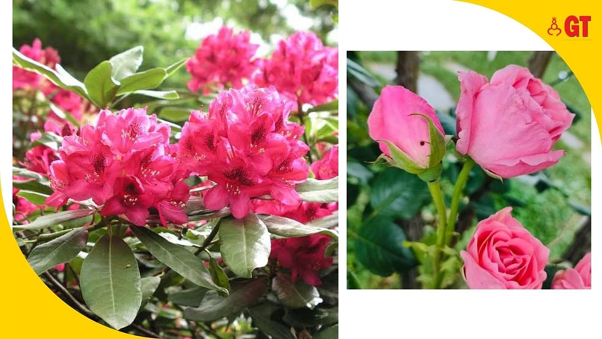 Find out which of these Himalayan plants can be seen in Goa, too ...