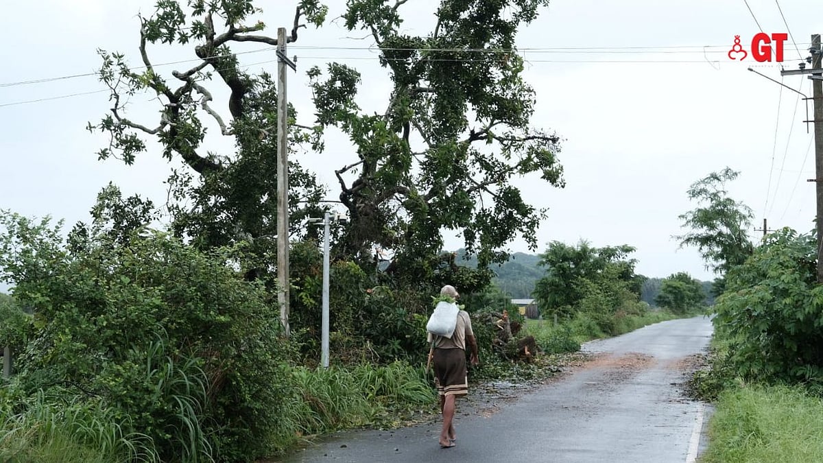 FRANKLY FRANK: Divar tree and valuable lessons for Goa | Gomantak Times