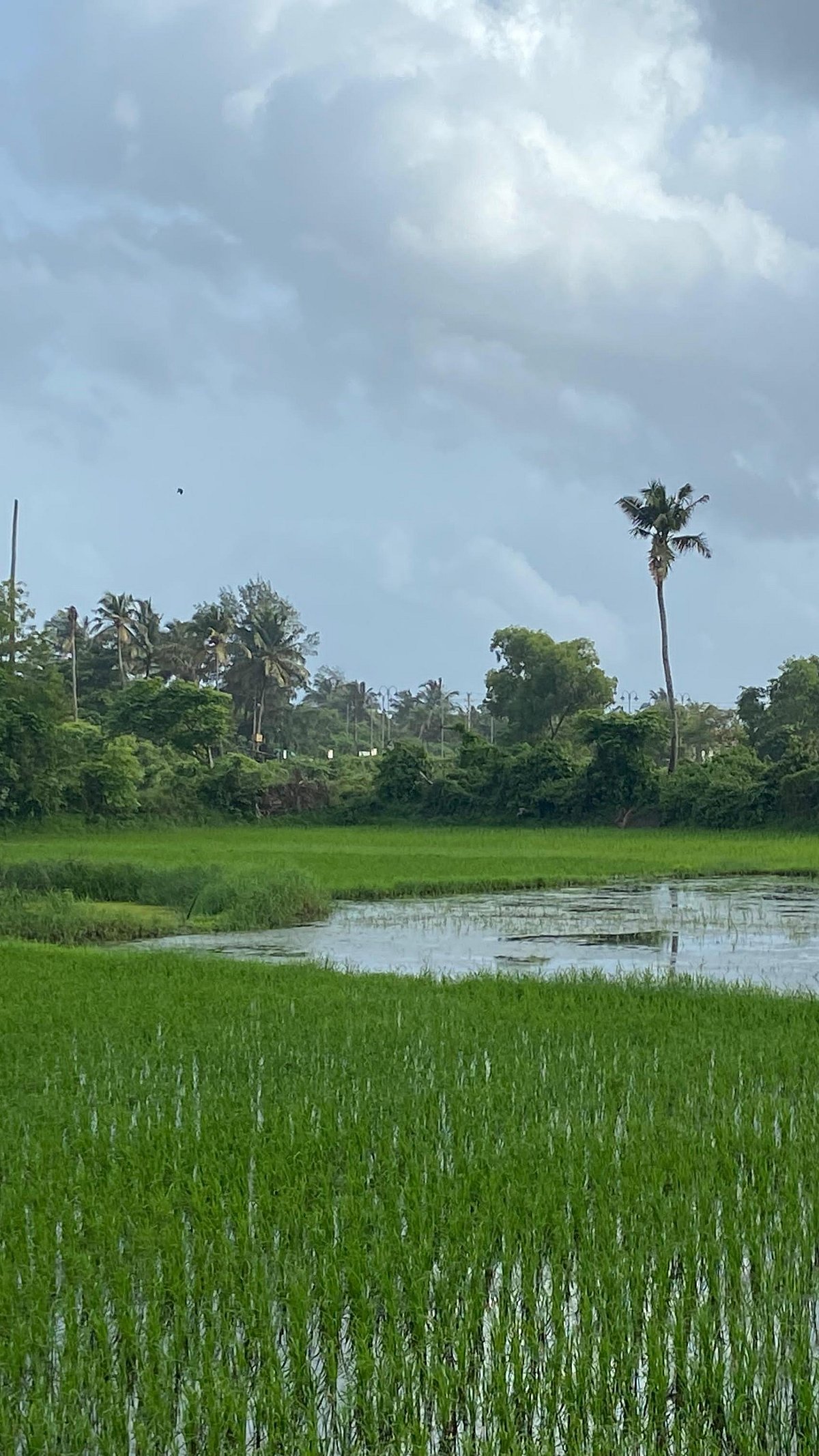 7 things you must experience in Goa Gomantak Times