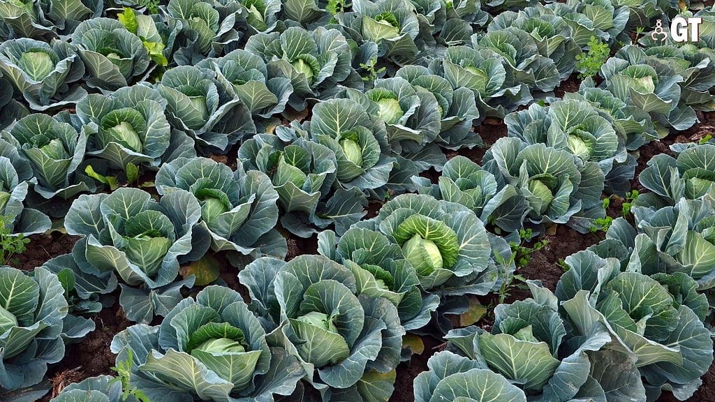 When it’s winter, these are the veggies that grow in Goa Gomantak Times