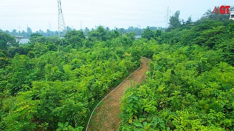 50,000 saplings were planted at Manohar International Airport, Mopa.