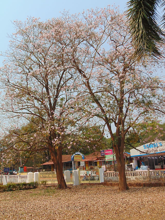 The next time you are in Old Goa, spot the Pink Trumpet Trees ...