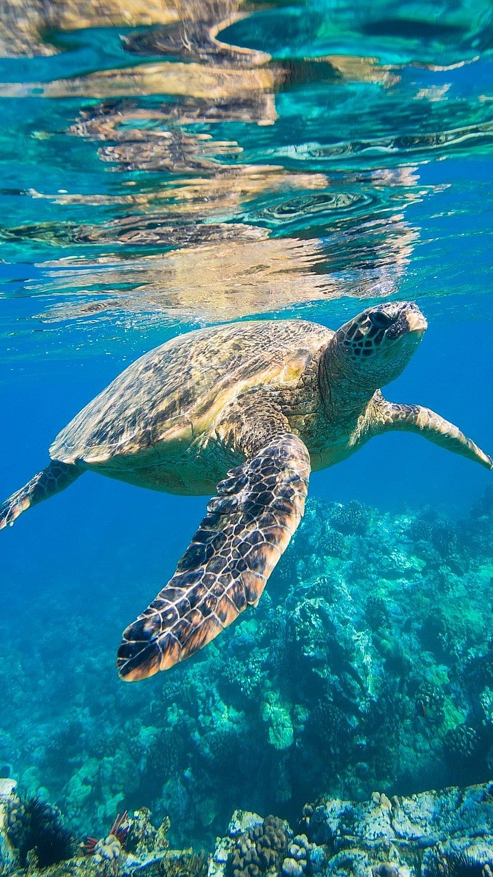 Know why Goa's turtle nesting season delayed | Gomantak Times