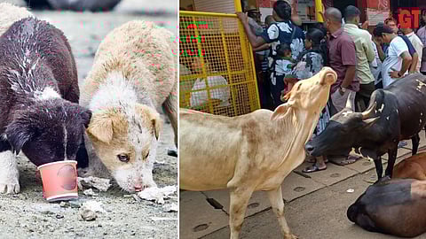 Stray dogs and cattle problem in Goa.  