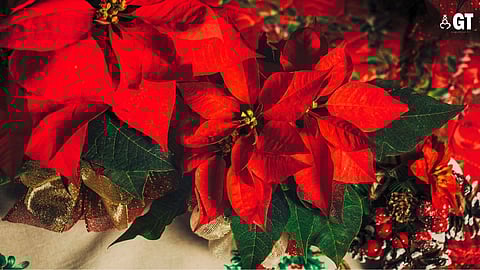 Poinsettias are on sale in Goa at Christmas time.