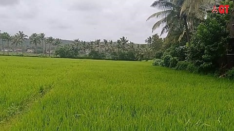 Fields can be found all over Goa.