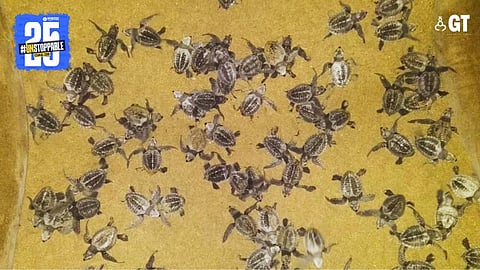 Olive Ridley hatchlings at Agonda Beach.
