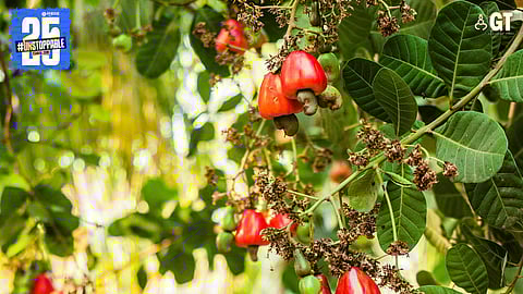 All things cashew will be the focus of the Saligao Community Market on March 18, 2025.