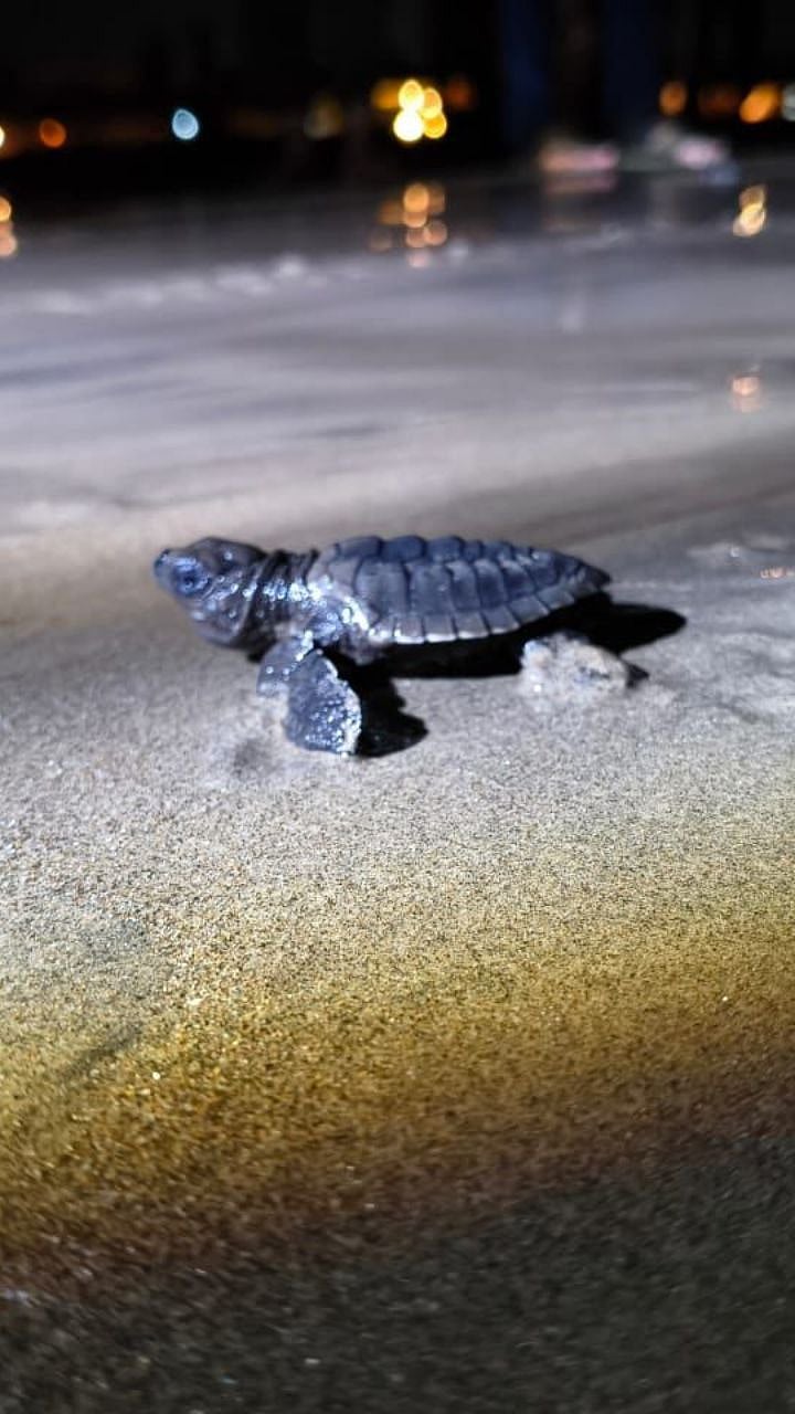 Goa’s turtle hatchlings begin their journey back to the sea| Gomantak Times