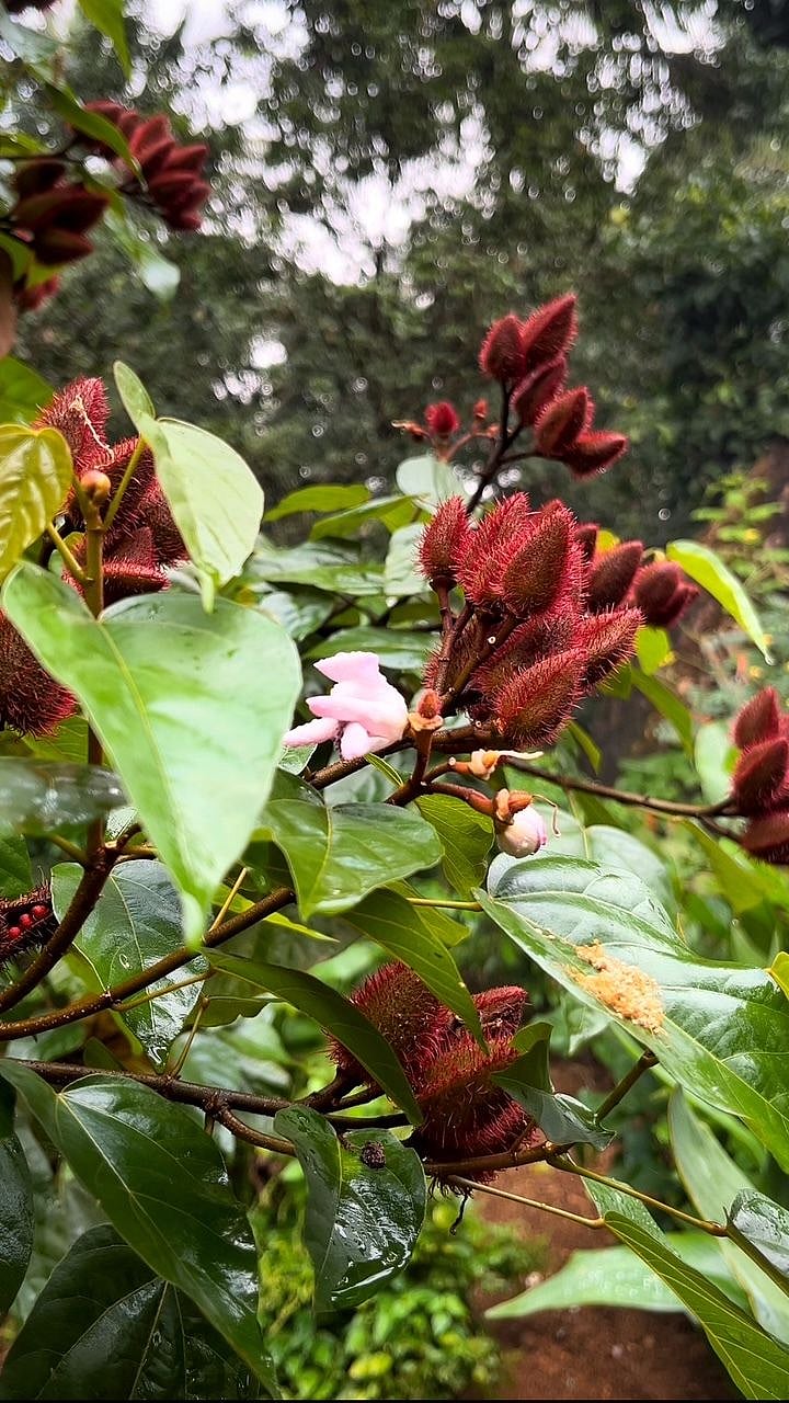Keshari: The Sacred Hue of Nature| Gomantak Times