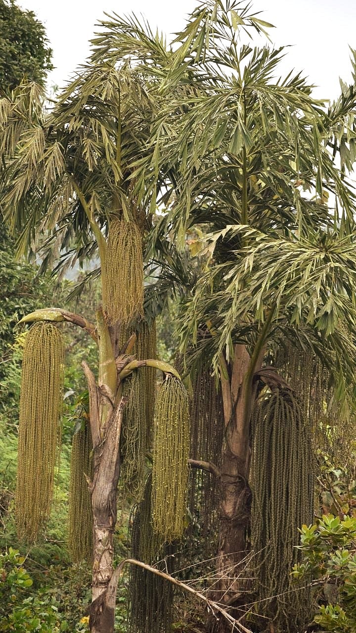 The Giving Tree of the Tropics is found in Goa | Gomantak Times